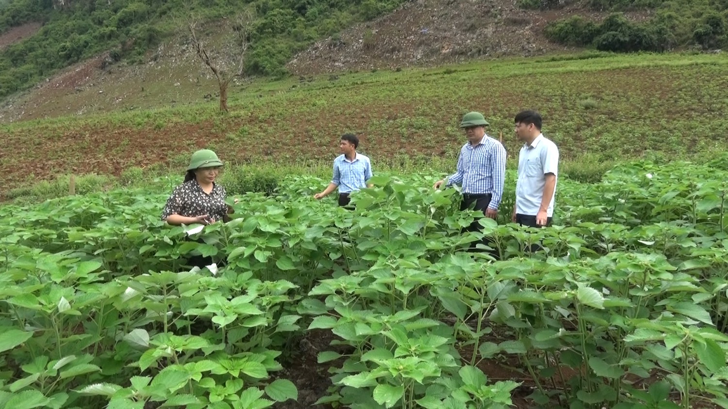 Đồng chí Lò Văn Cương – Bí thư Huyện ủy kiểm tra tiến độ trồng cây mắc ca và cây gai xanh